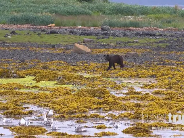 Top Wildlife Encounters in Alaska on a Regent Seven Seas Cruise