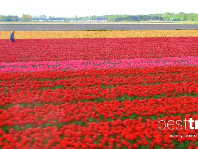 The World's Largest Spring Flower Garden - in Full Bloom on a Tulip-Time River Cruise!