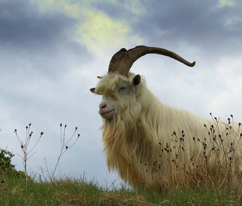 Pashmina Scarves from Thailand