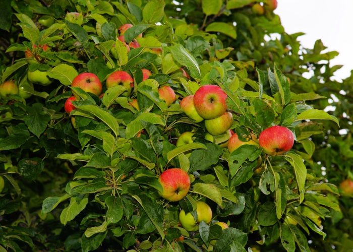 apple-tree