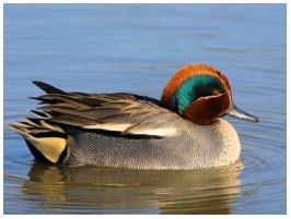 Eurasian Duck