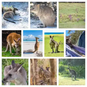 Source luckykangaroos Image