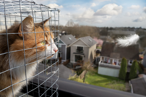 pet enclosures