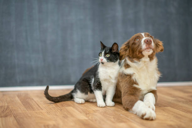 kittens for adoption Sydney